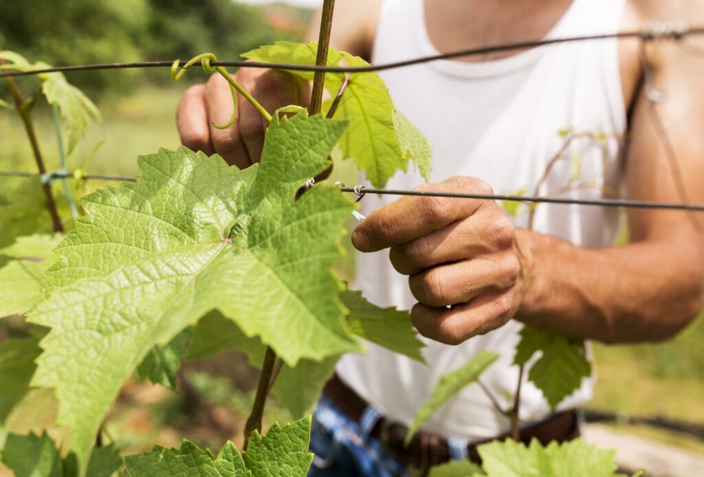 Vins biodynamiques