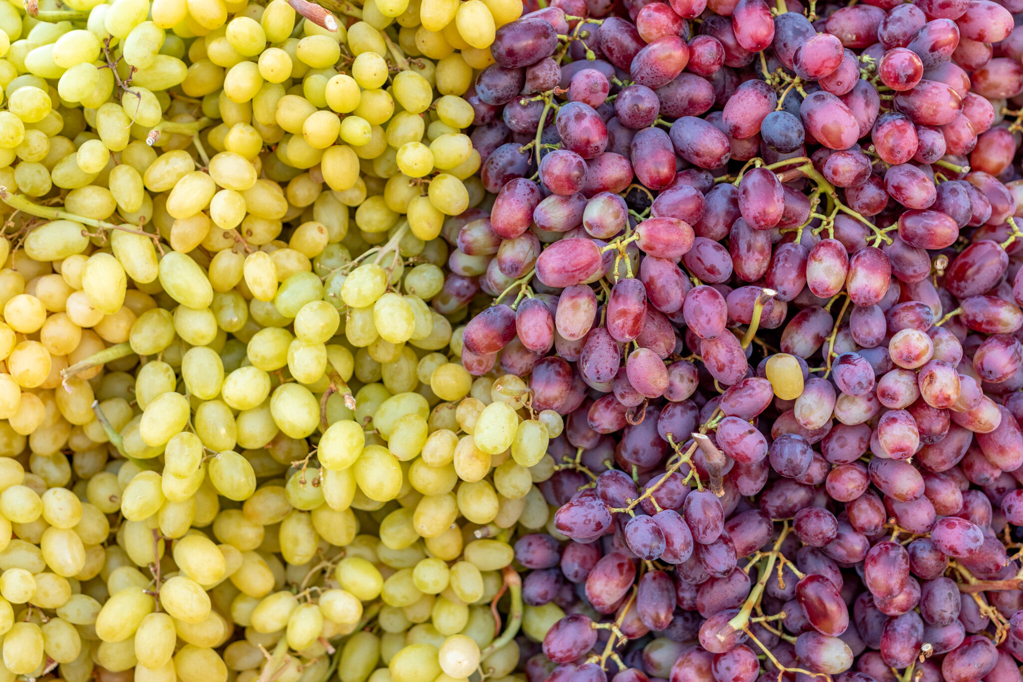 Grappes de raisin